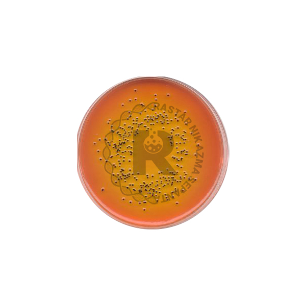 salmonella shigella agar -500gمرك(107667)
