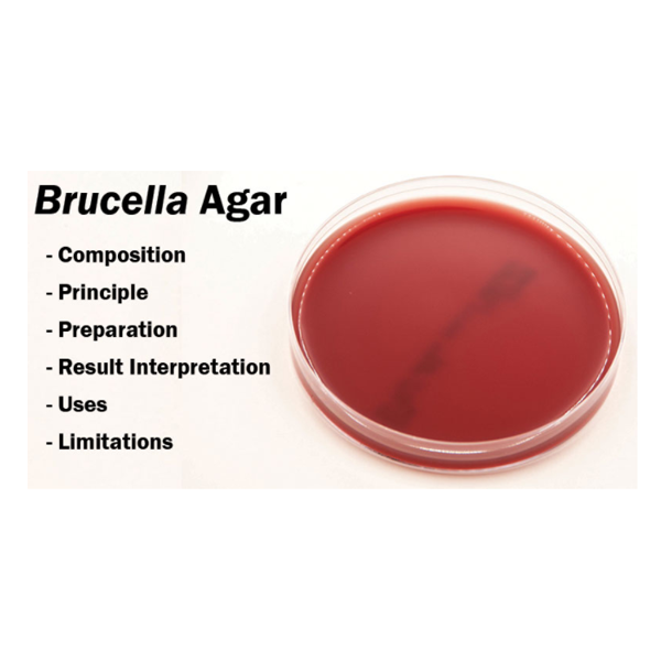 BRUCELA AGAR 500G مرك 