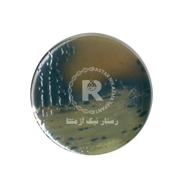 بيسموت سولفيت آگار 500گرم_كيولب