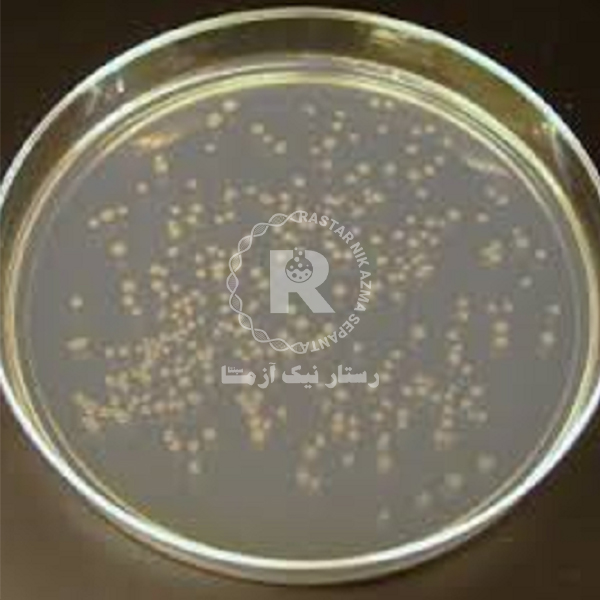 نوترينت آگار 500gr كيولب